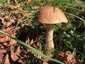 Barna érdestinóru (Leccinum scabrum), Őrség. Kizárólag nyírfával fordul elő